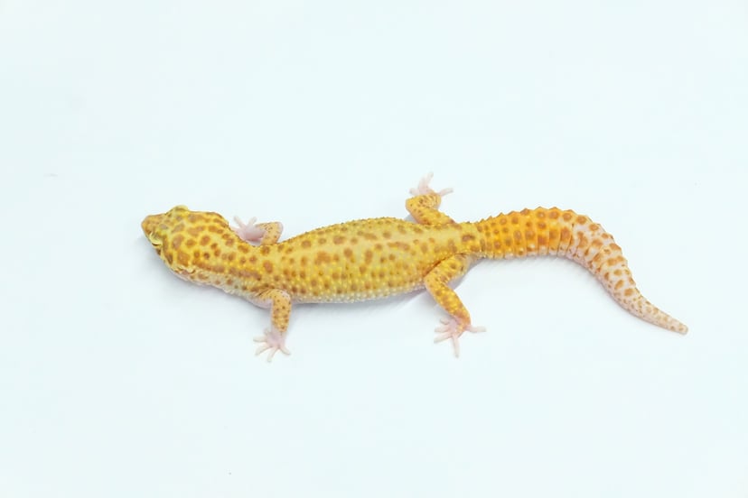 レーダー（スネークアイ） Geckos etc.