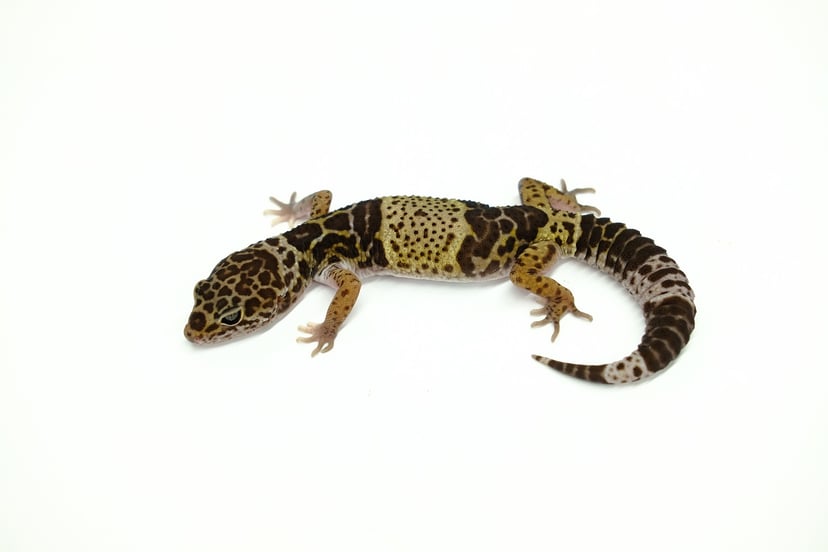 ダイオウトカゲモドキ