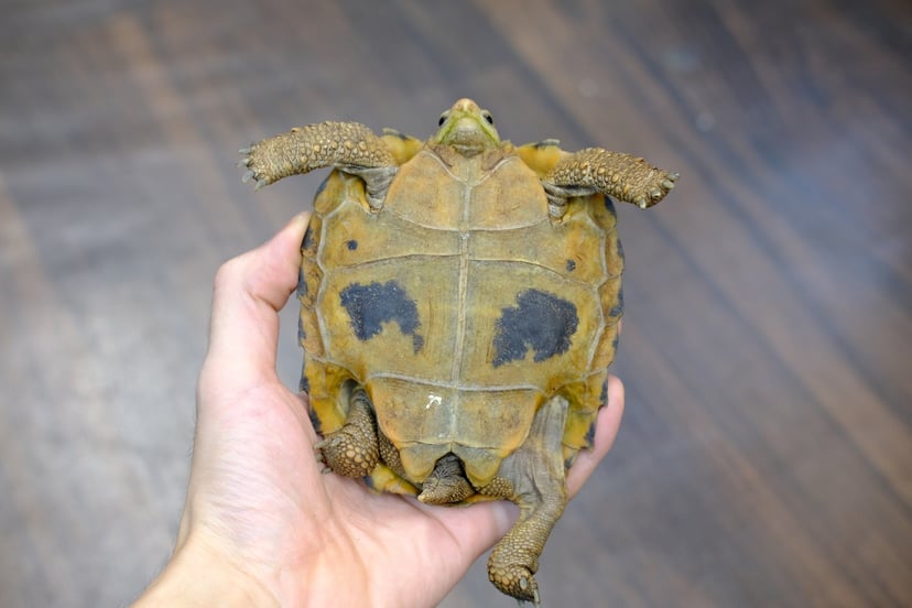 セレベスリクガメ