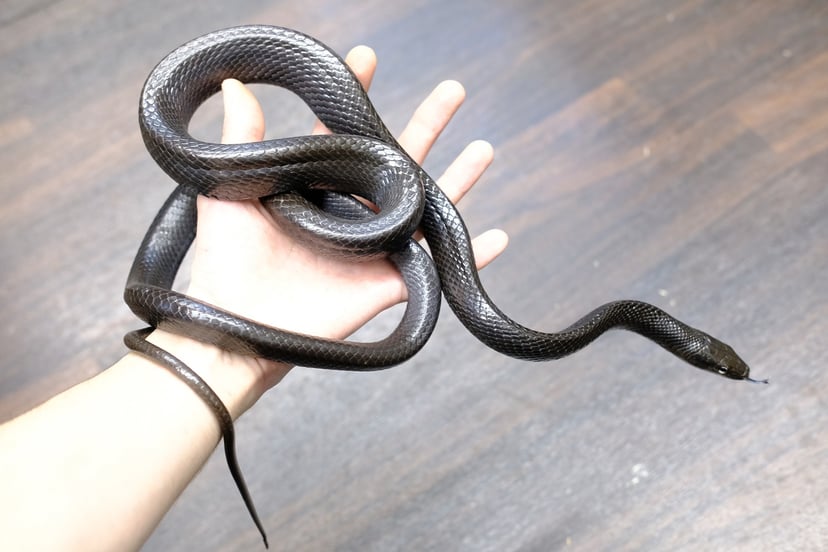 ブラック