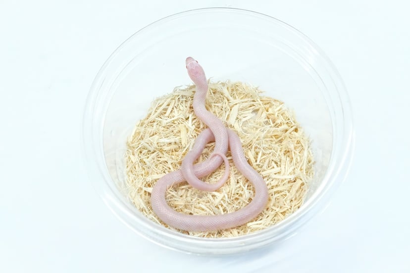 スノー