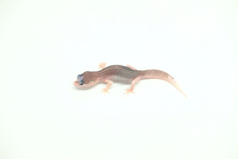 ギャラクシー