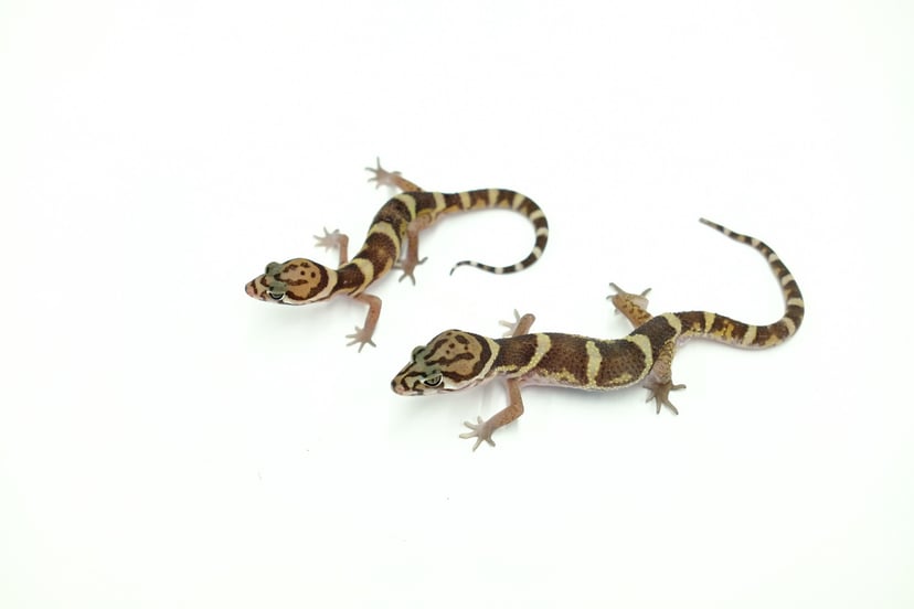 ボウシトカゲモドキ