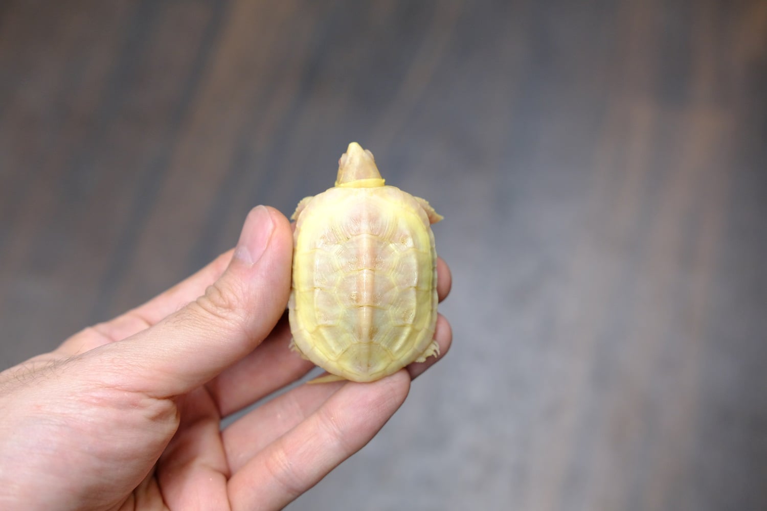 クサガメ T－アルビノ