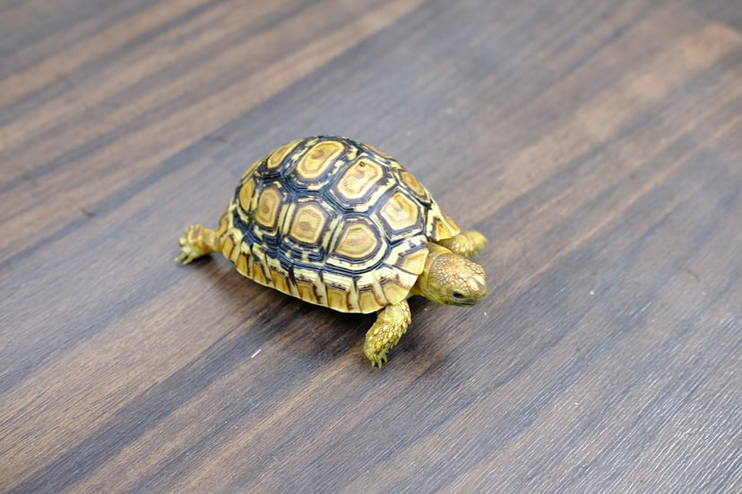 ヒョウモンリクガメ