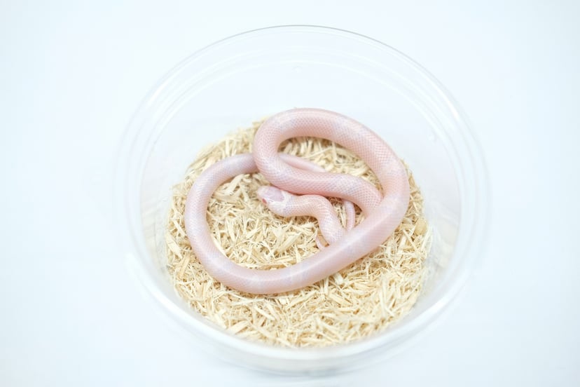 スノー