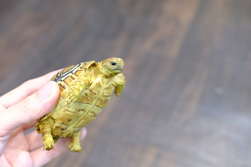 ヒョウモンリクガメ