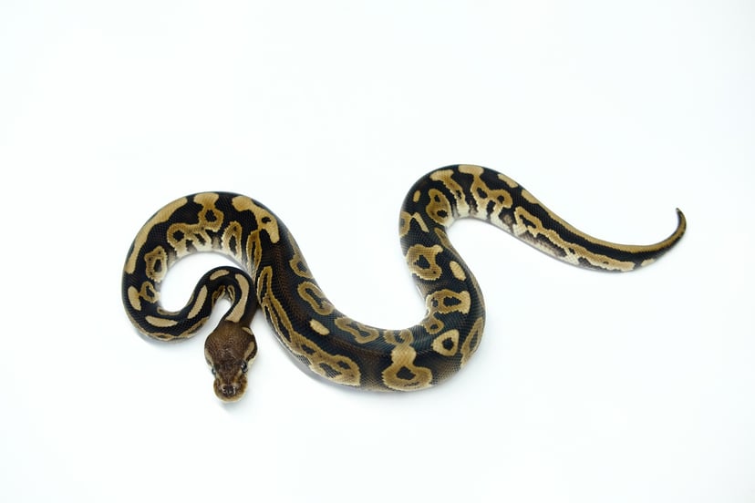シナモンダブルヘテロVPIアザン＆クラウン