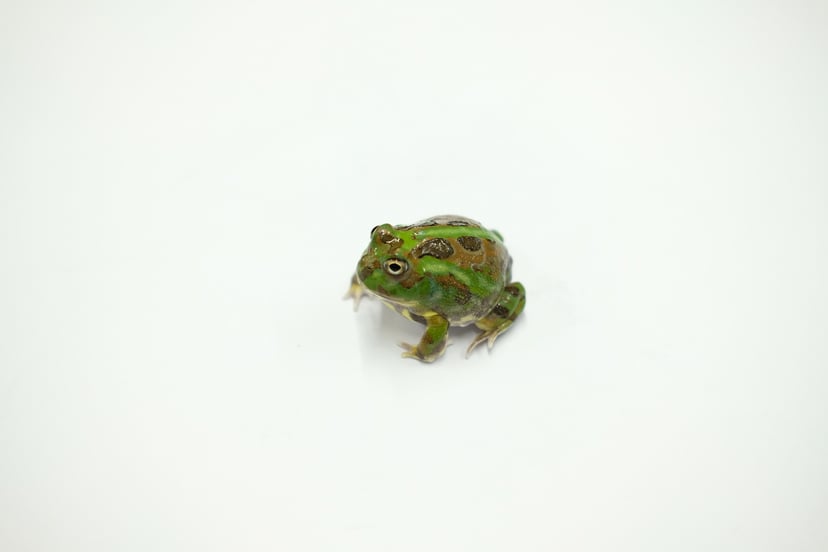 チャコガエル