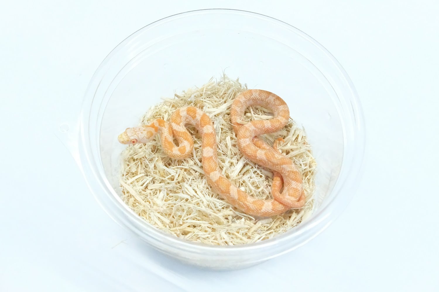 ブラックラットスネーク アルビノ