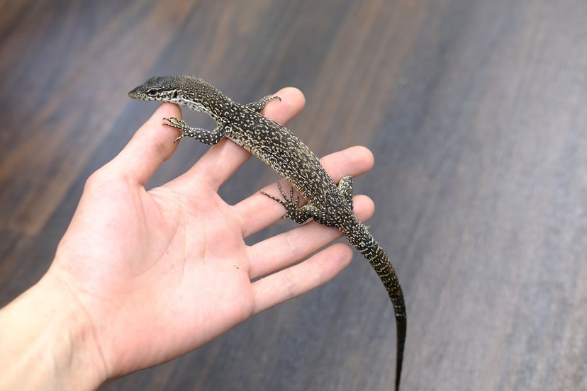 シミリスモニター