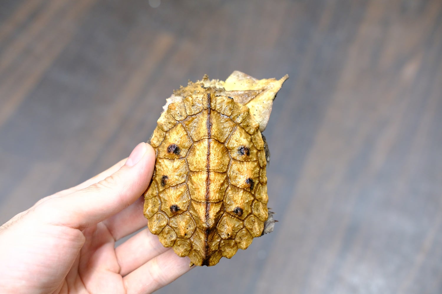 マタマタ