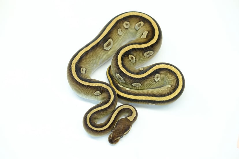 HydraブラックヘッドモハべYB