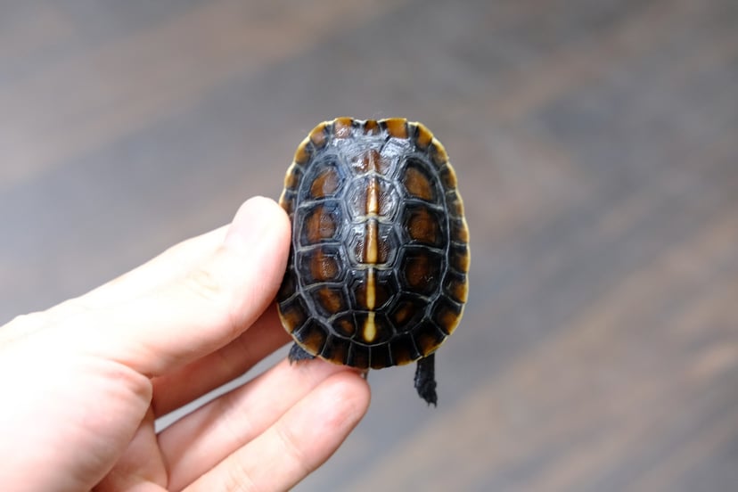 チュウゴクセマルハコガメ