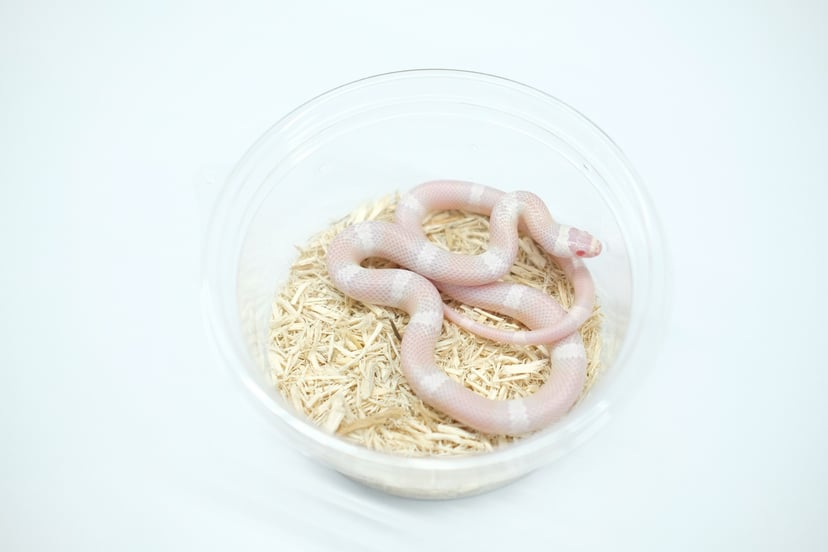 スノー