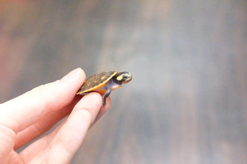ニシキマゲクビガメ