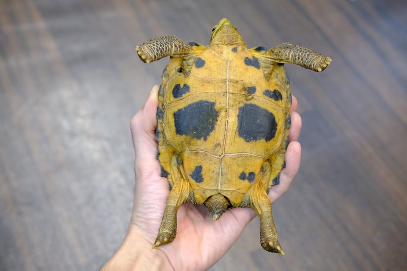 セレベスリクガメ