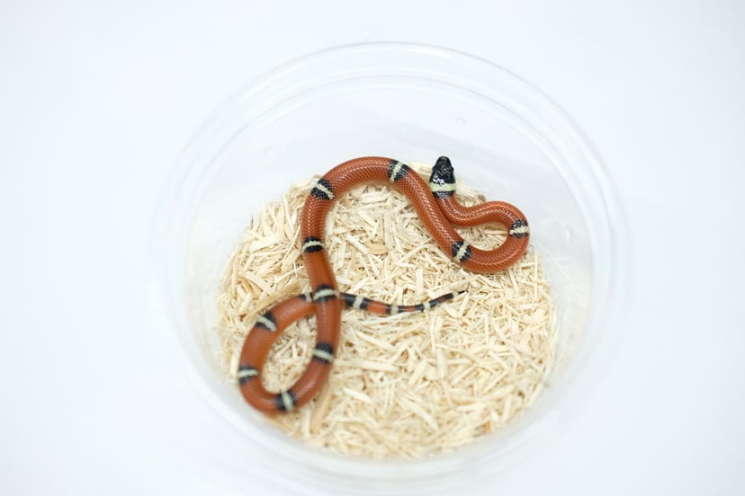 ヘテロバニッシング
