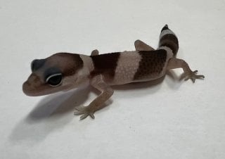 ニシアフリカトカゲモドキ オレオ