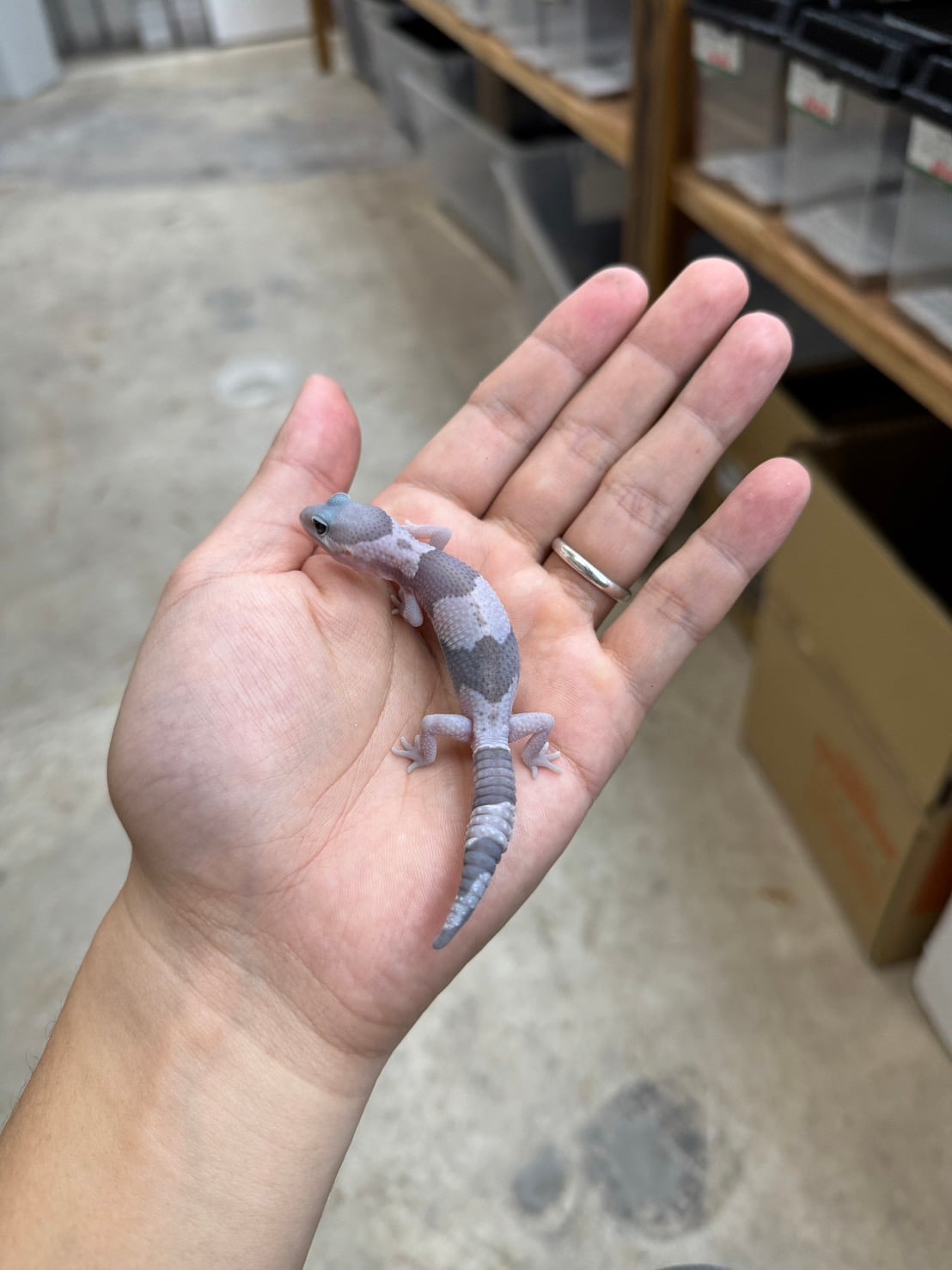 ニシアフリカトカゲモドキ ゴーストオレオhetズールー