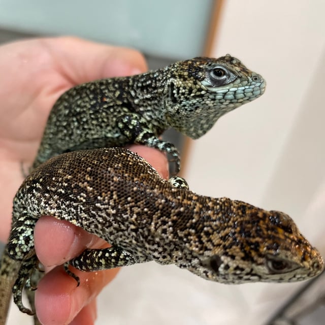 スターダストスウィフト