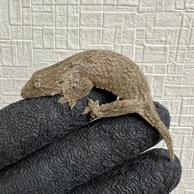ヌアナ