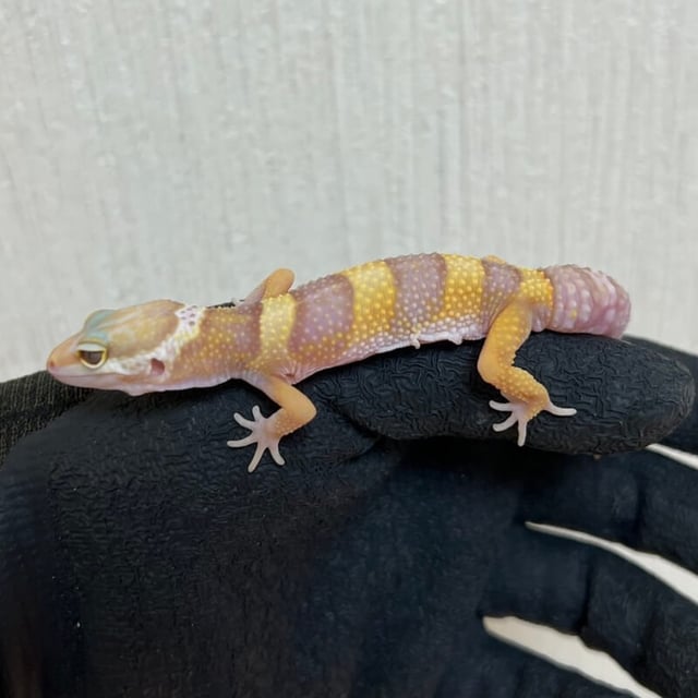 アルビノパステル