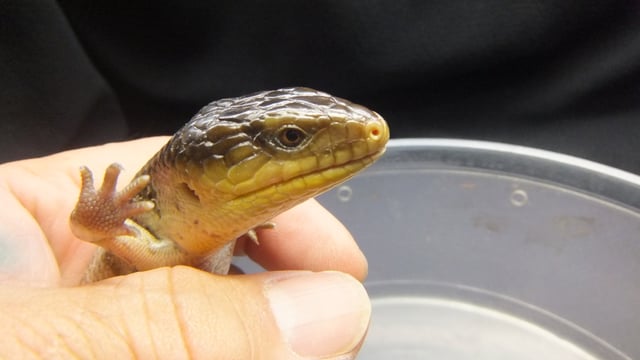 アオジタトカゲ