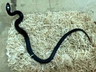 メキシカンブラックキングスネーク 