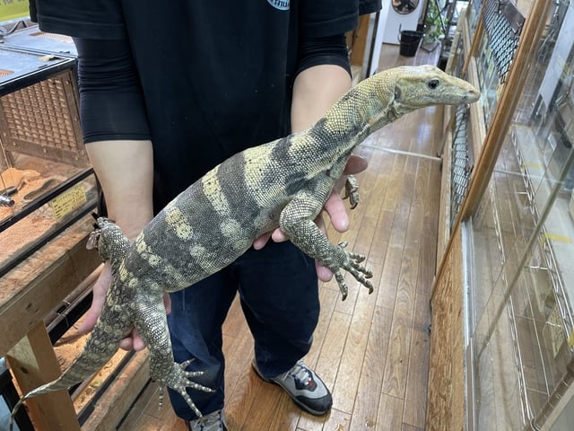 ハイイエロー