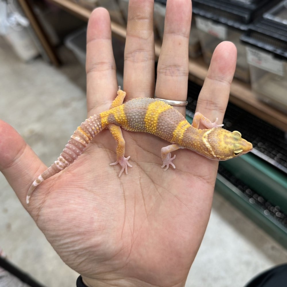 ヒョウモントカゲモドキ トレンパーアルビノ/オス