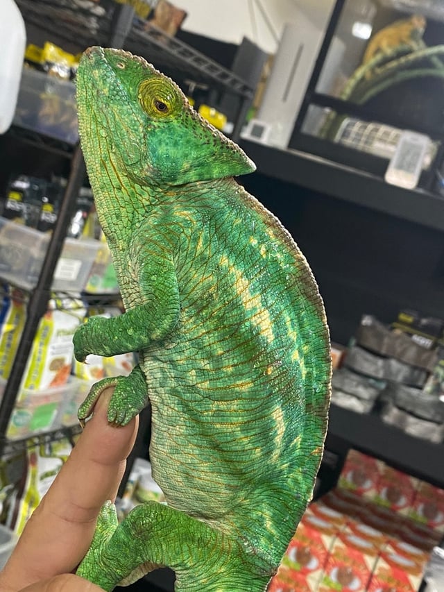 オレンジアイ