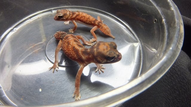 アルビノヘテロ