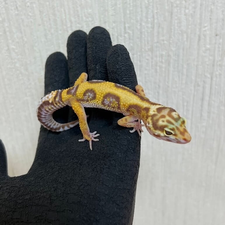 ヒョウモントカゲモドキ アルビノジャングル