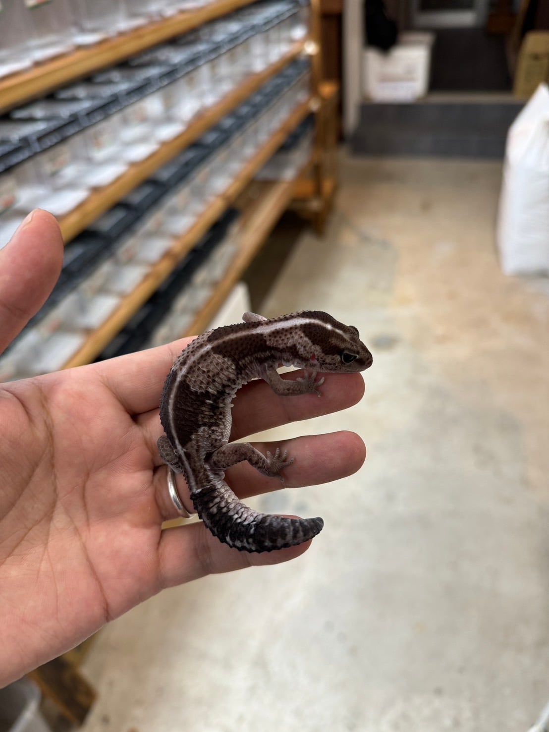 ニシアフリカトカゲモドキ オレオhetゴーストパティ