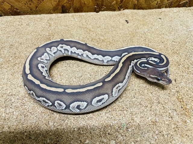マホガニーバター