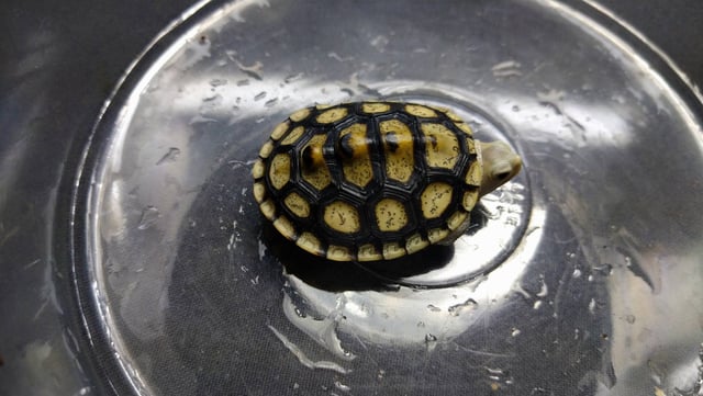 オルナータハイホワイト