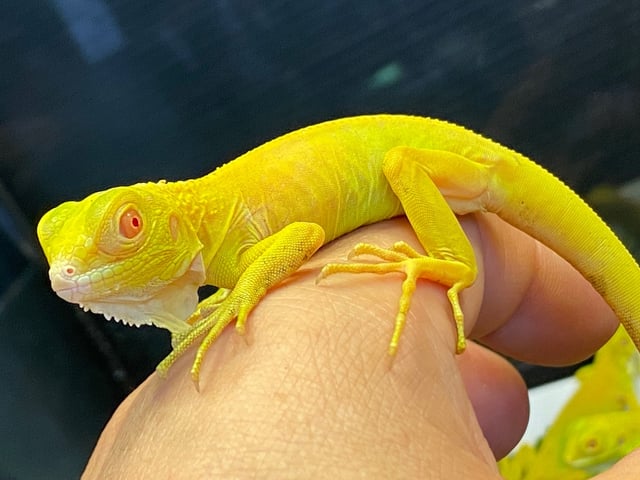 アルビノ