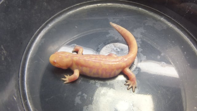 タイガーサラマンダー