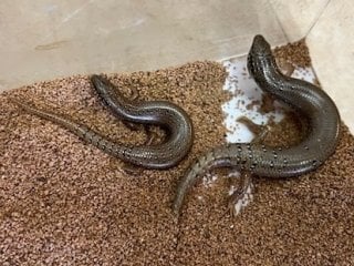 カラカネトカゲ 