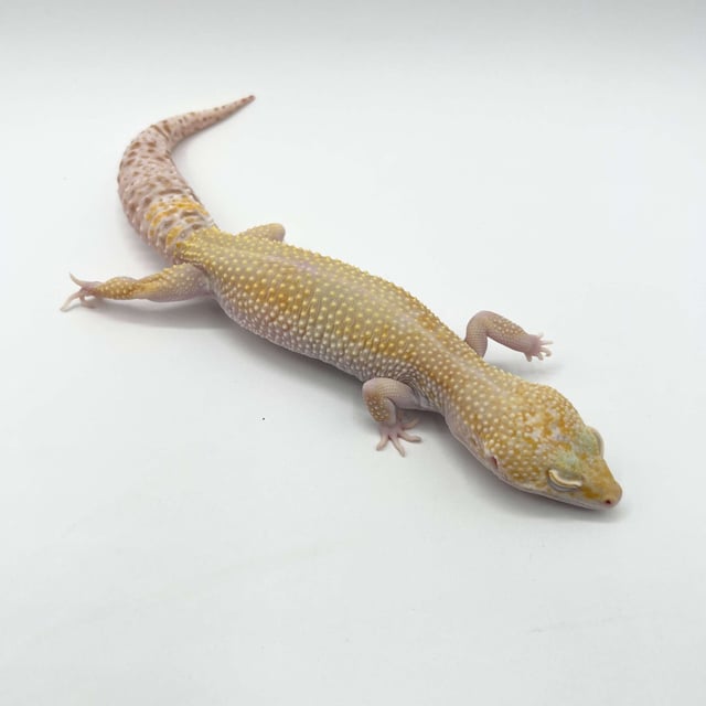 スノーエクリプストレンパーアルビノ