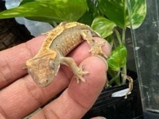 ハーレクイン
