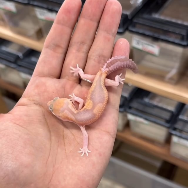 アメルズールー