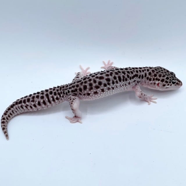 トータルエクリプス