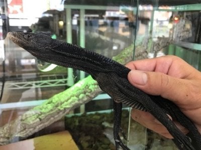 ツリーモニター