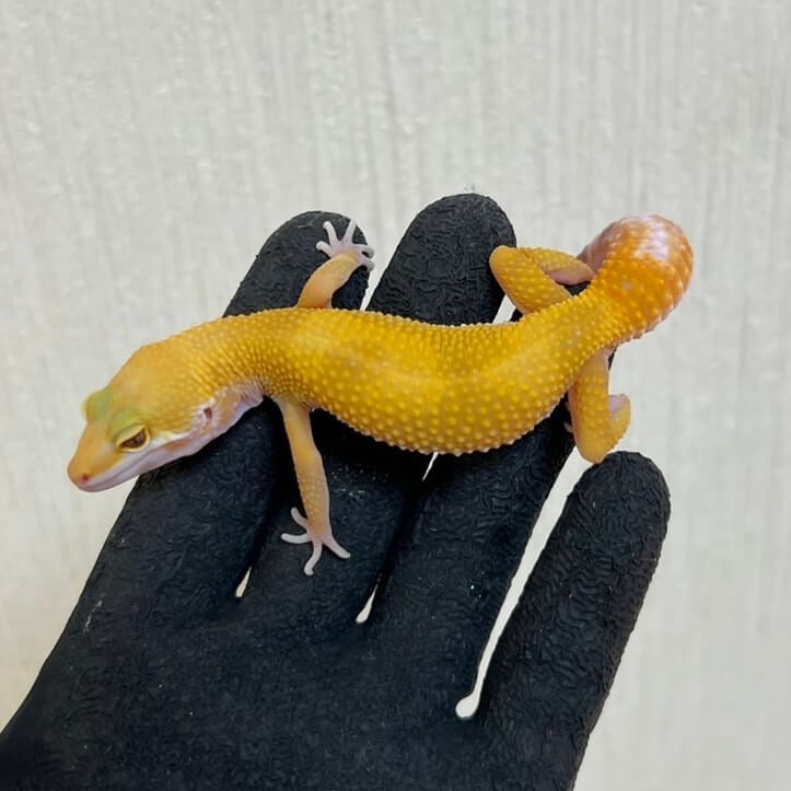 ヒョウモントカゲモドキ サングロー
