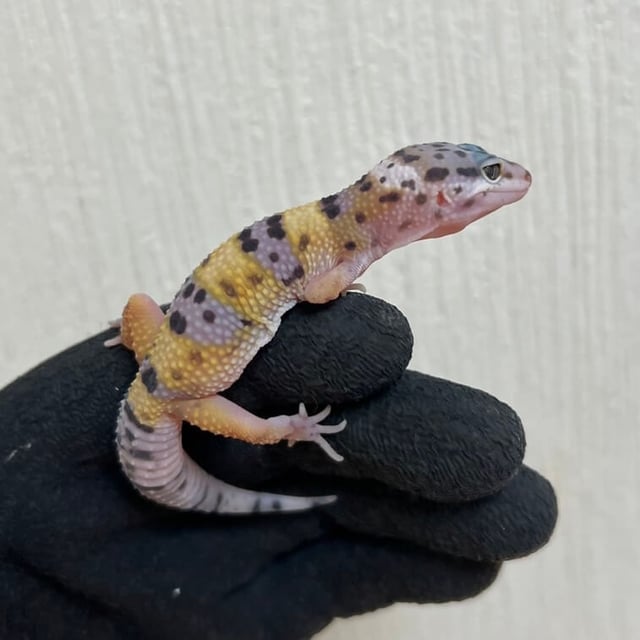 ハイイエロー
