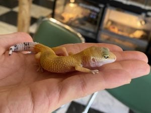 ヒョウモントカゲモドキ スーパーハイポタンジェリン