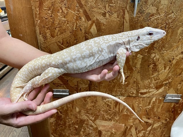 テグー