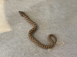 セイブシシバナヘビ ノーマルhetアザン